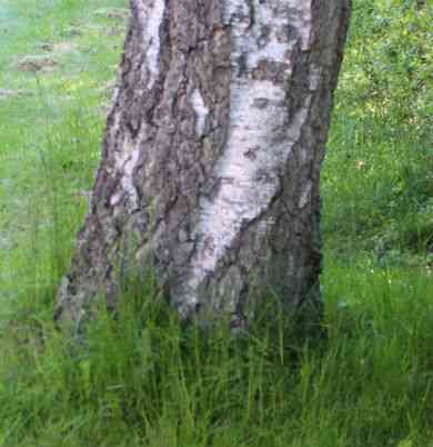 Birketræ med ukrudt omkring stamme.