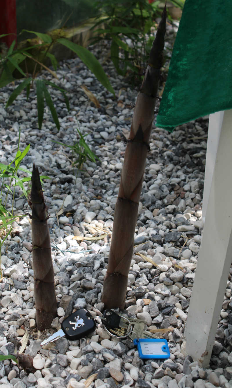 Kraftige bambusskud (Ikke Phyllostachys Nigra) ved havestol