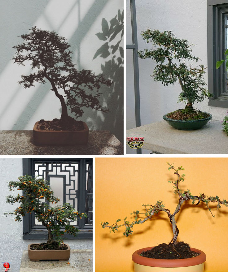sophora prostrata bonsai inspiration
