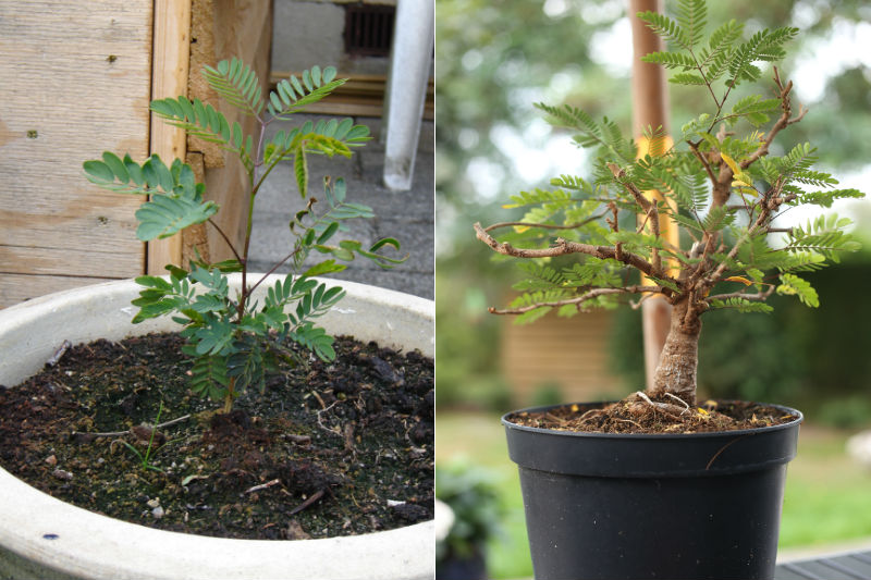 Leucaena leucocephala bonsai