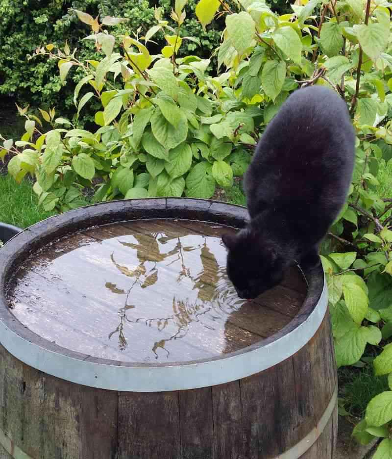 Kat drikker regnvand af tønde