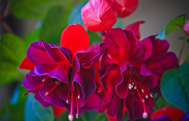 rød og lilla fuchsia sommerblomst