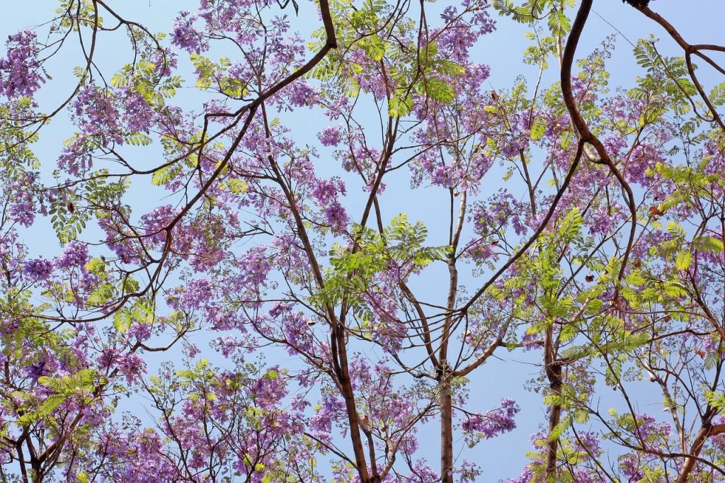 Jacaranda træ med lilla blomster