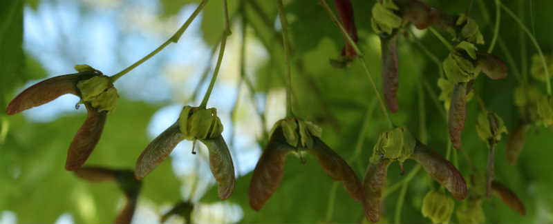 Kugleahorn / spidsløn frugter er ved at blive dannet i Maj måned