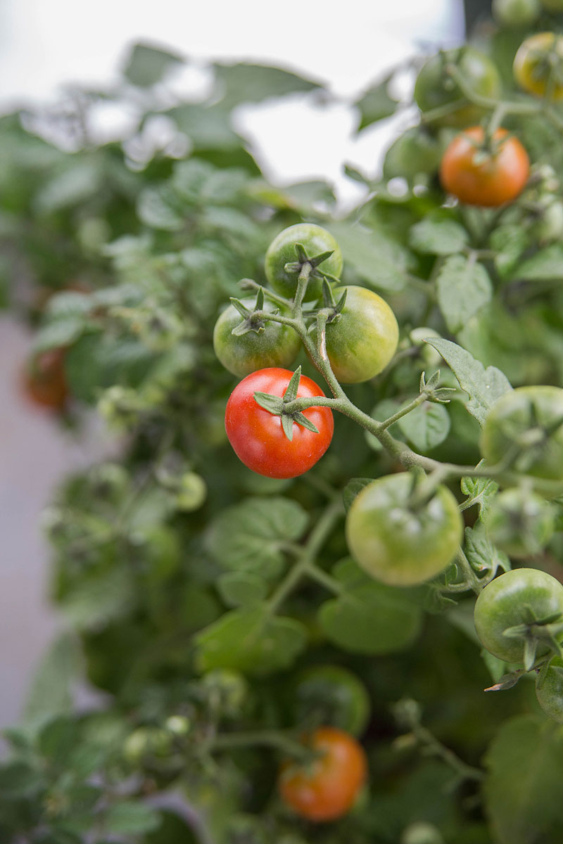 minibel tomatplante med modne tomater