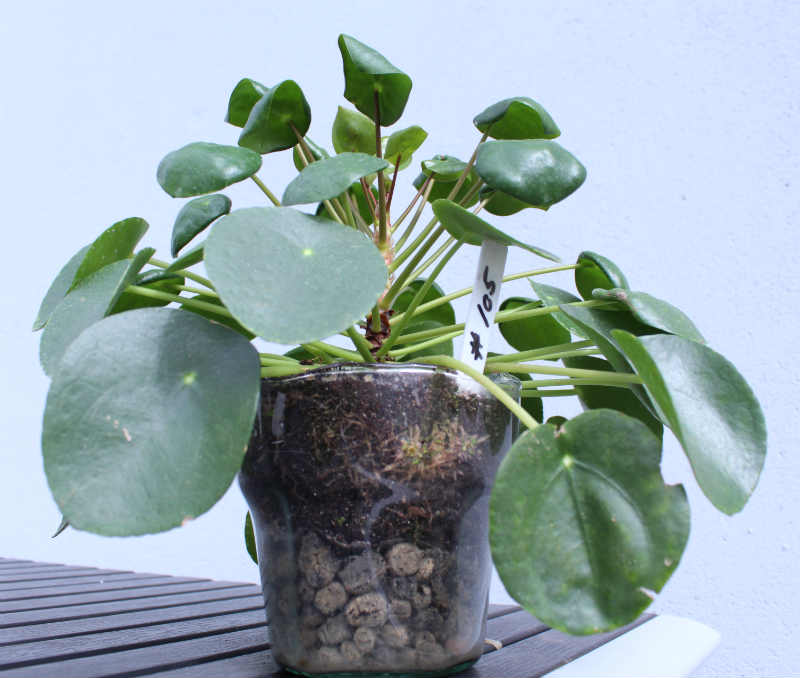 Pilea Peperomioides plantet i en glaspotte uden drænhuller