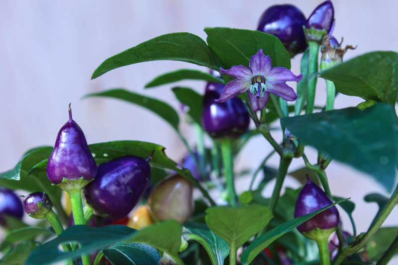 Pretty in Purple chili
