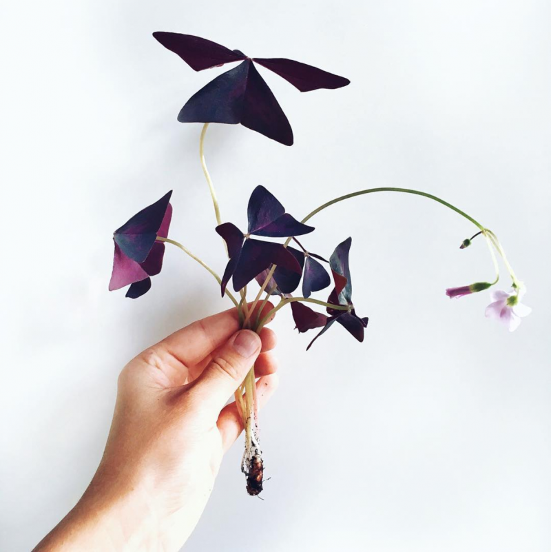 oxalis triangularis med blomster