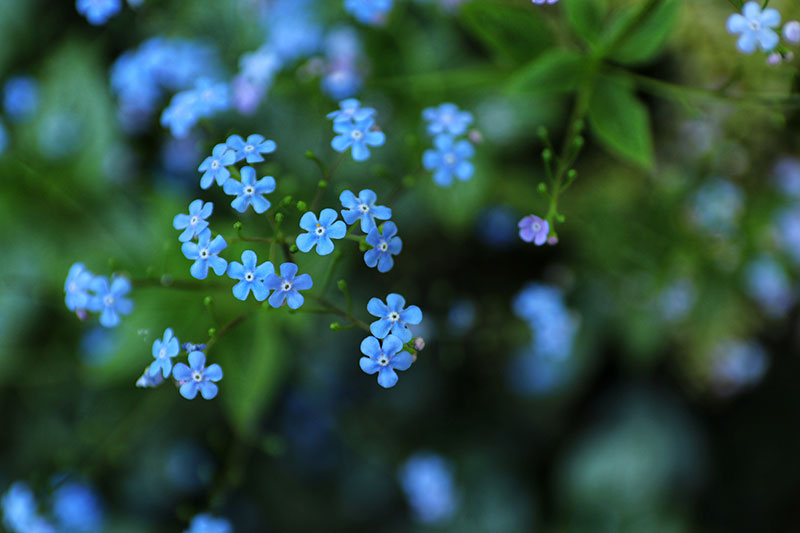 Efterår vand blomsten Ynkelig 18 spiselige blomster du kan dyrke i din egen have