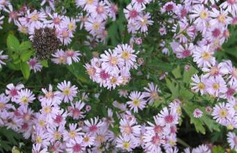 Aster Coombe Fishacre