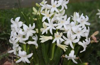 Hvid hyacinth