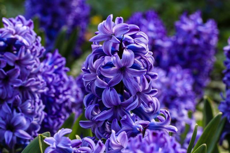 Lilla hyacinth