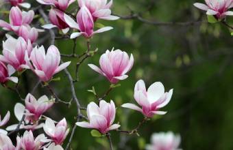 Lyserød magnolia