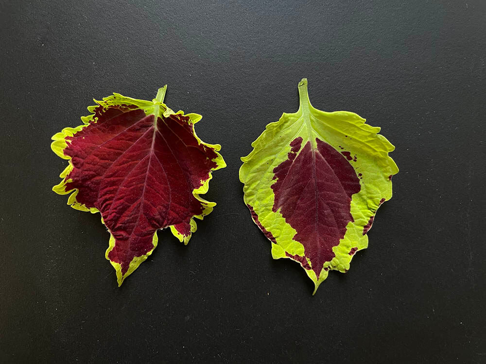 Paletblad skifter farve fra rød til grøn