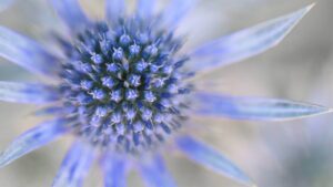 Blå blomst Eryngium